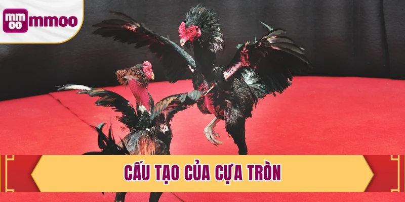 Cấu tạo của cựa tròn