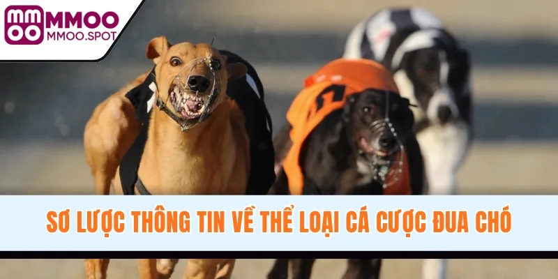 Sơ lược thông tin về thể loại cá cược đua chó